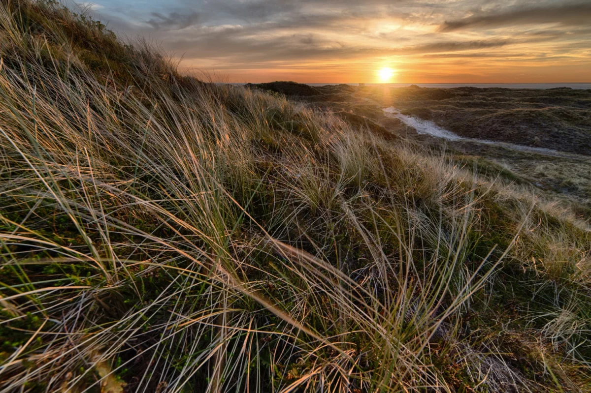 How to choose a chauffeur useful? 